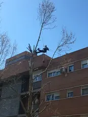 Podas y talas en altura Desbroces fincas y parcelas Podas y talas en altura Desbroces fincas y parcelas