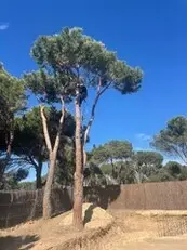 Podas y talas en altura Desbroces fincas y parcelas Podas y talas en altura Desbroces fincas y parcelas