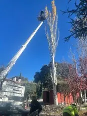 Podas y talas en altura Desbroces fincas y parcelas Podas y talas en altura Desbroces fincas y parcelas