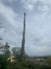 Podas y talas en altura Desbroces fincas y parcelas Podas y talas en altura Desbroces fincas y parcelas